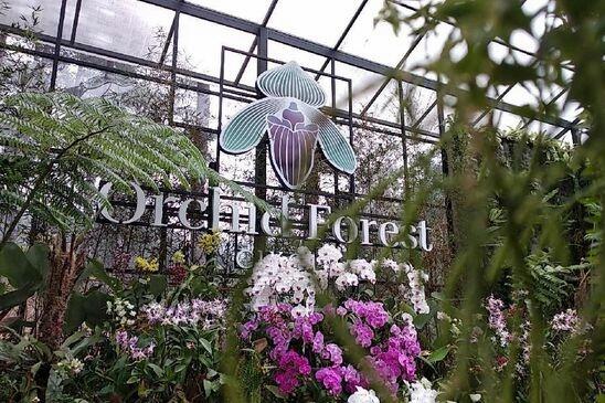 Orchid Forest Cikole, Wisata Alam Kekinian Di Bandung