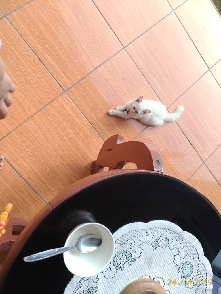 Pengalaman Mengenalkan Kucing Ke Emak Mertua Ane 