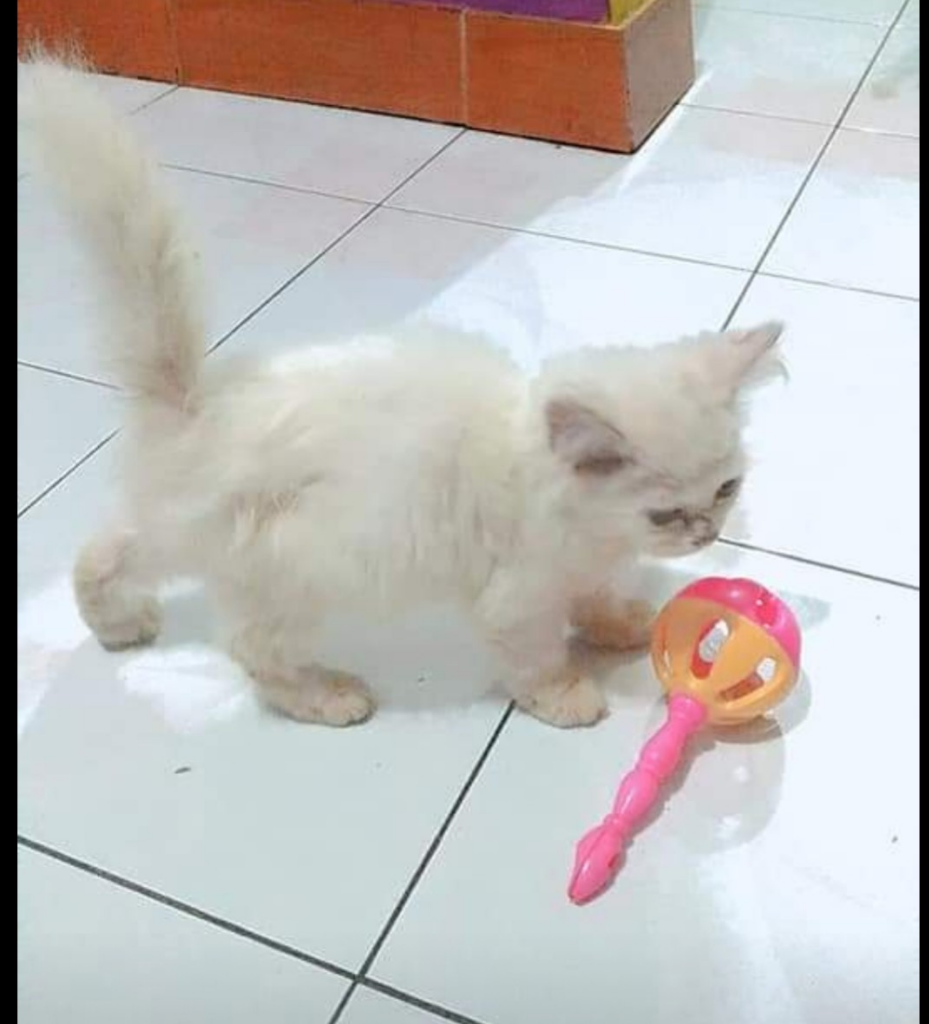 Pengalaman Mengenalkan Kucing Ke Emak Mertua Ane 