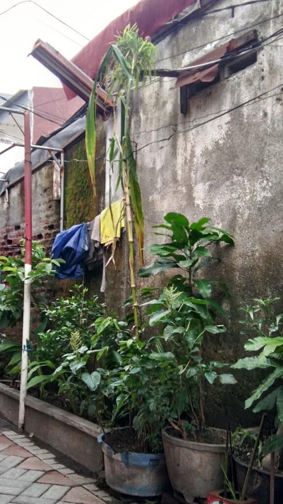 Tanaman jagung apa ini kok aneh ? Ada yang tau ?