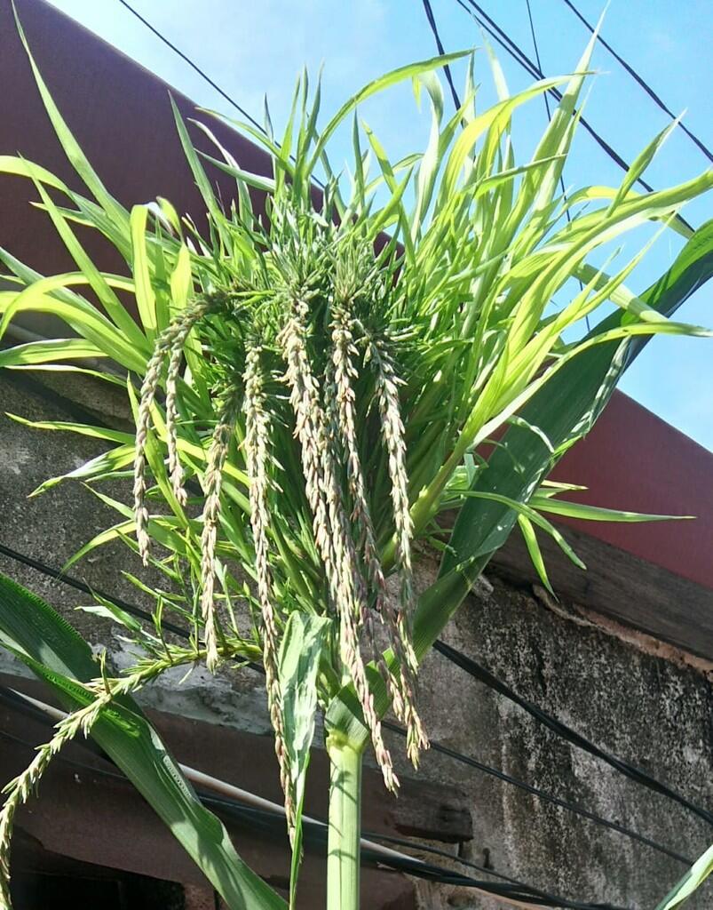 Tanaman jagung apa ini kok aneh ? Ada yang tau ?