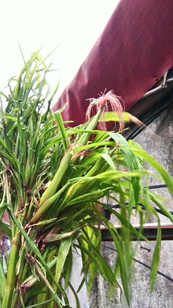 Tanaman jagung apa ini kok aneh ? Ada yang tau ?