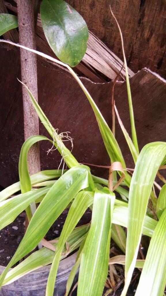 Tanaman jagung apa ini kok aneh ? Ada yang tau ?