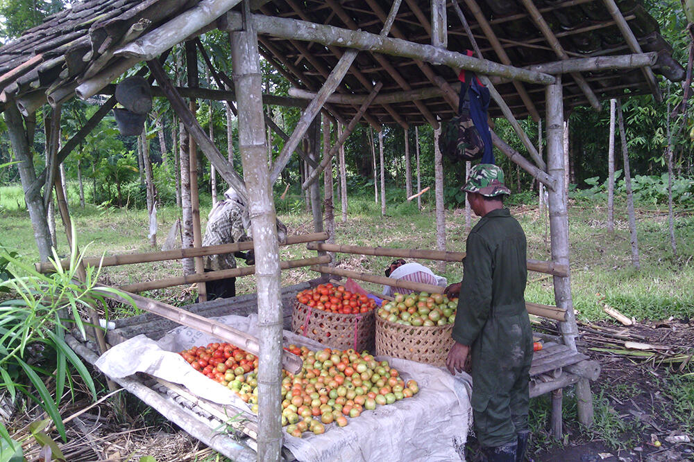 Harga Pasar, Musuh Terbesar Petani &#91; Pengalaman &#93;