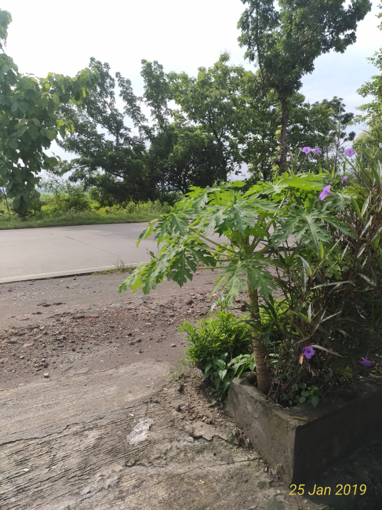 Pohon2 Di Halaman Rumahku Ini Jadi Perisai Dari Asap Dan Debu Jalan Raya 