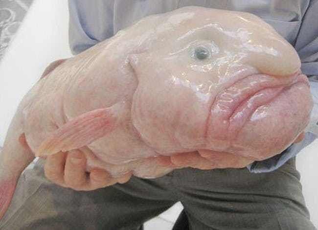 Blobfish, Ikan Terkenal yang Mendapat Predikat Buruk Rupa