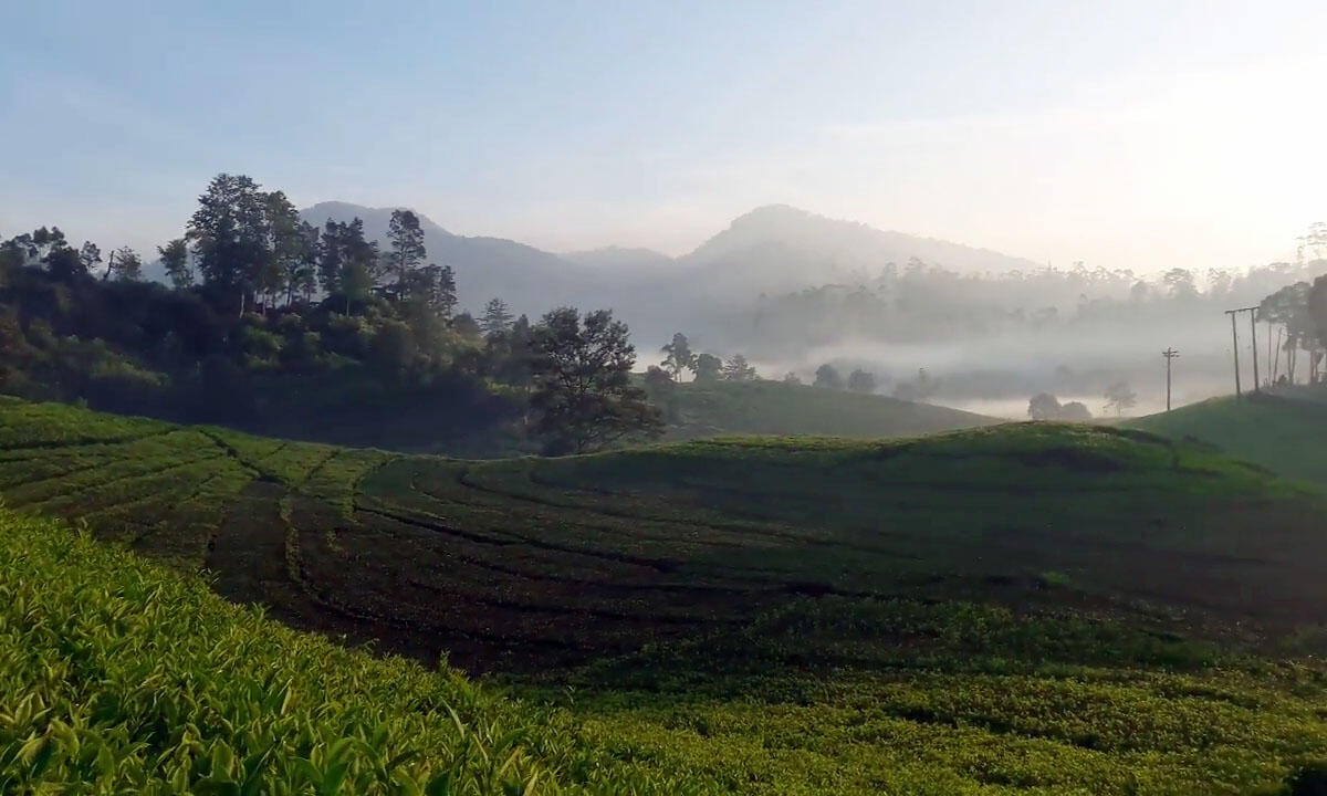 Jalan-Jalan ke Perkebunan Teh Dewata, Seru Abis!
