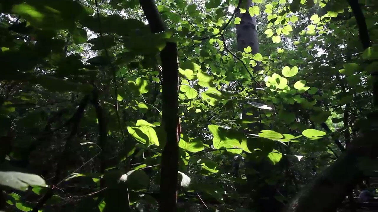Pertama Kali Ke &quot;Hutan Kota Srengseng&quot; di Jakarta