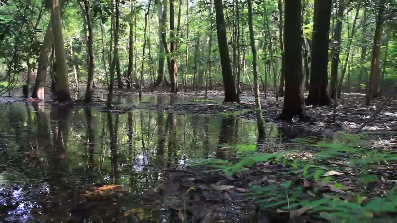 Pertama Kali Ke &quot;Hutan Kota Srengseng&quot; di Jakarta