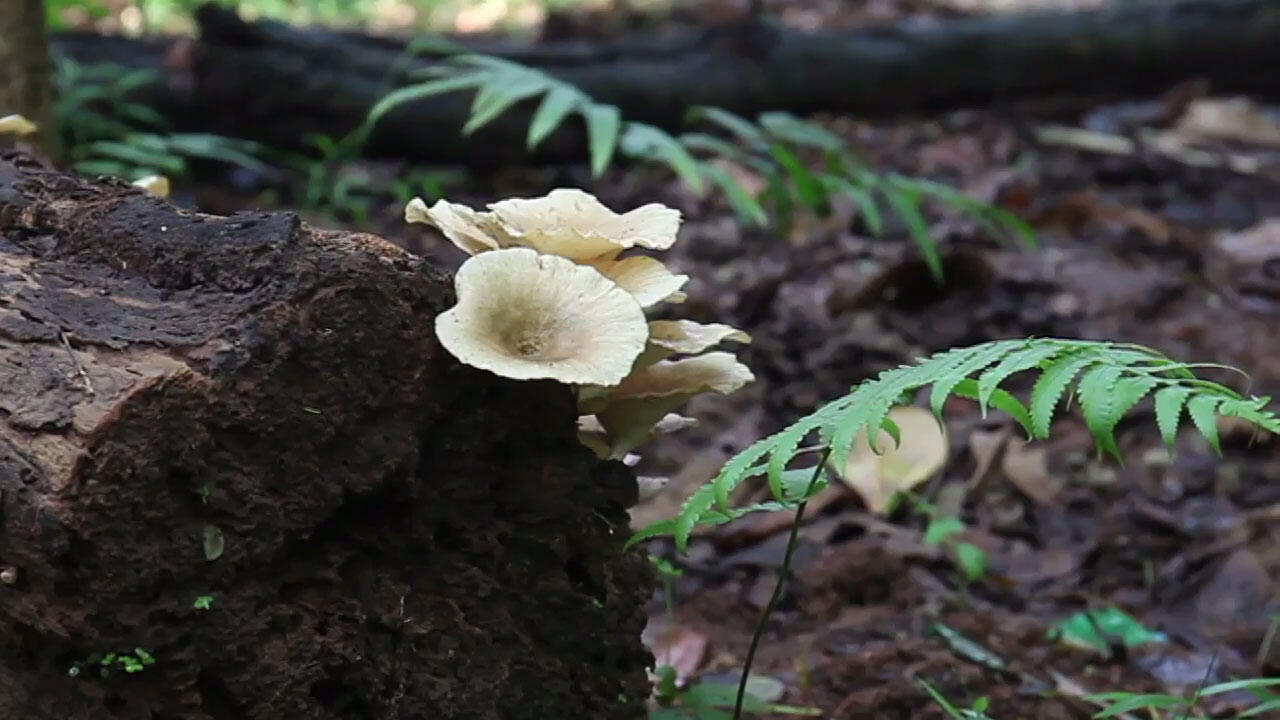 Pertama Kali Ke &quot;Hutan Kota Srengseng&quot; di Jakarta