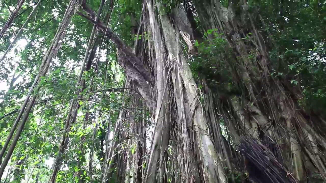 Pertama Kali Ke &quot;Hutan Kota Srengseng&quot; di Jakarta