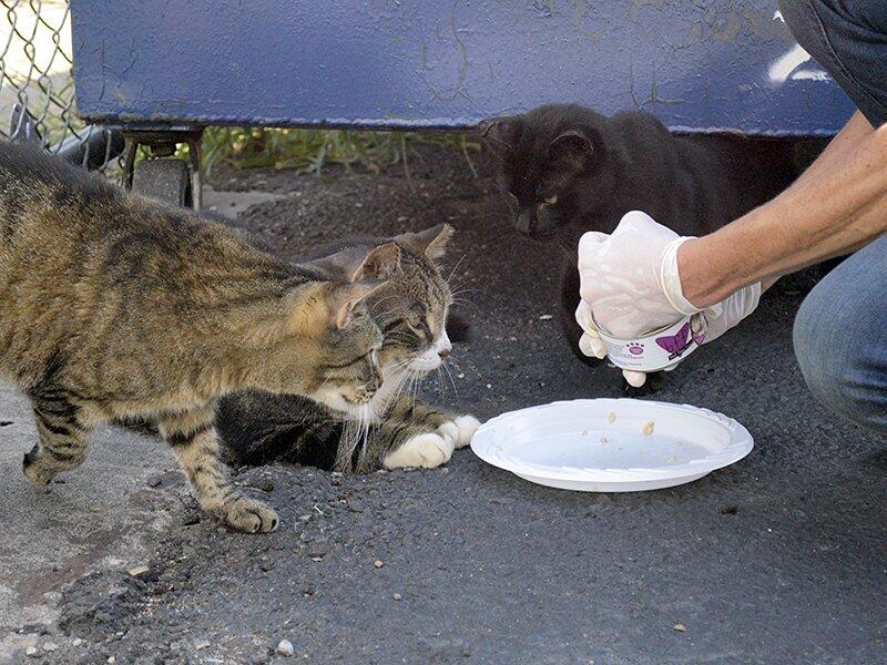 Sisi gelap kelucuan kucing yg dimanfaatkan oknum nggak bertanggung jawab.