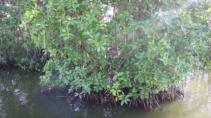 Hijaunya Hutan Mangrove Pekalongan