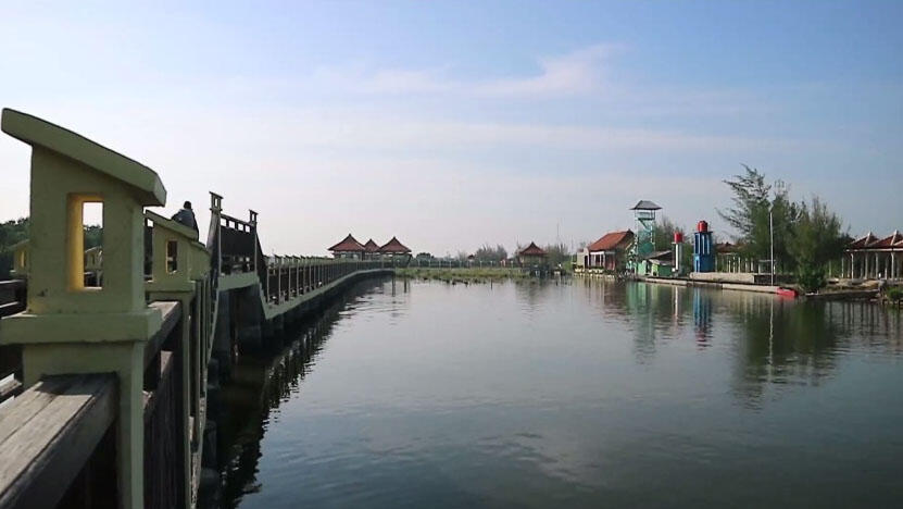 Hijaunya Hutan Mangrove Pekalongan