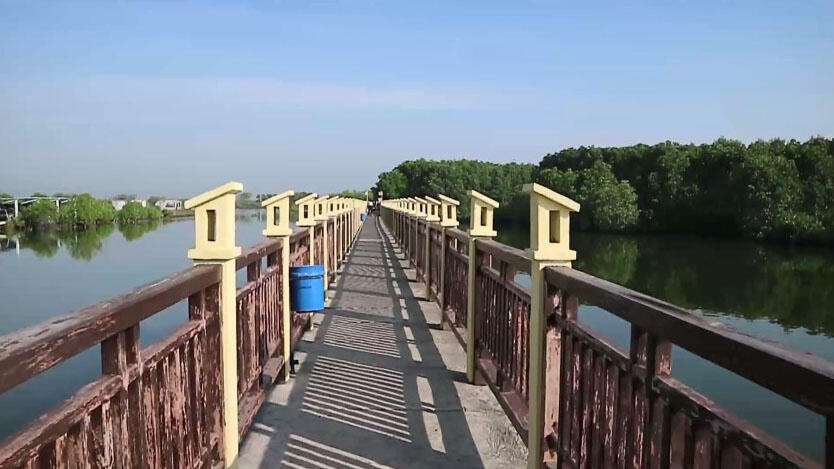 Hijaunya Hutan Mangrove Pekalongan