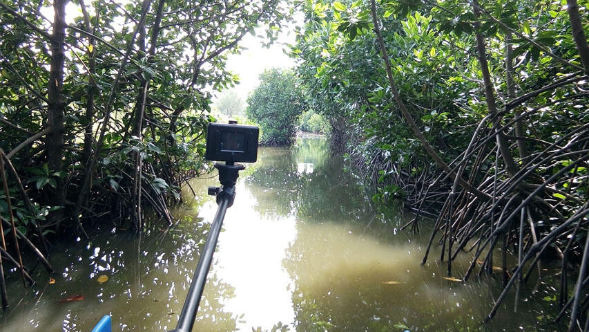 Hijaunya Hutan Mangrove Pekalongan