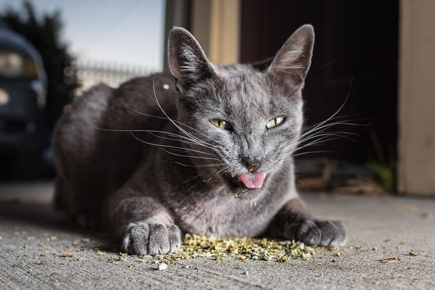 Catnip dan Anting-Anting, Ganja-nya Para Meong!