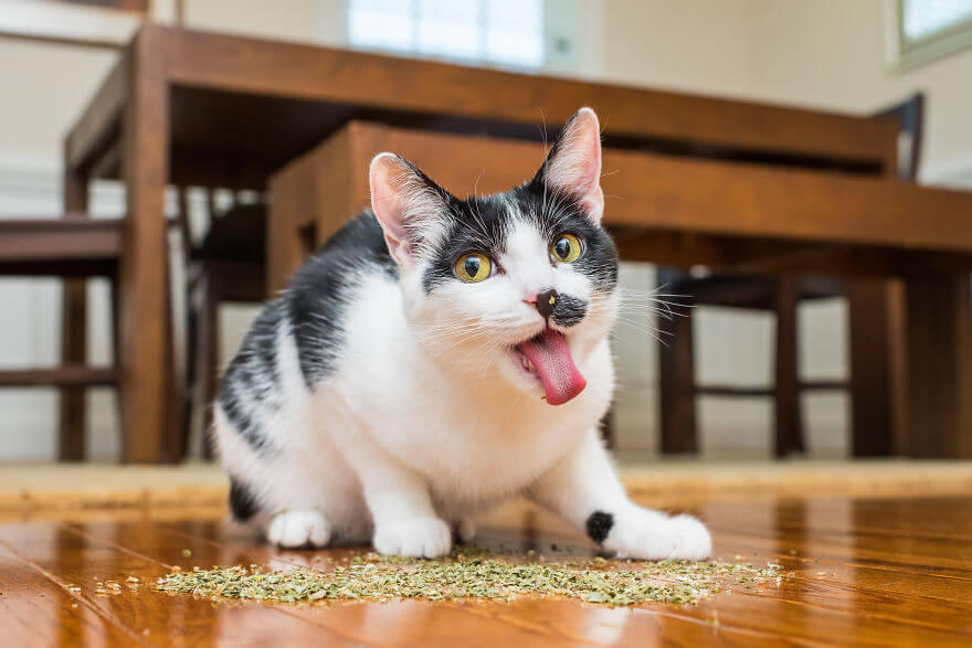 Catnip dan Anting-Anting, Ganja-nya Para Meong!