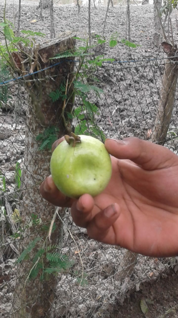 Hal Yang Aneh Yang Terjadi Baru Baru Ini Di Aceh