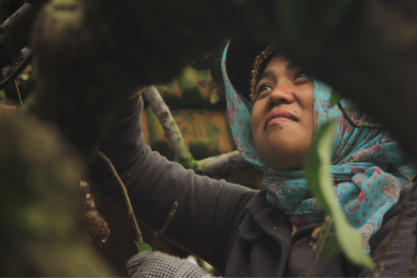 Agricultural Photography, Seni Fotografi tentang Dunia Pertanian