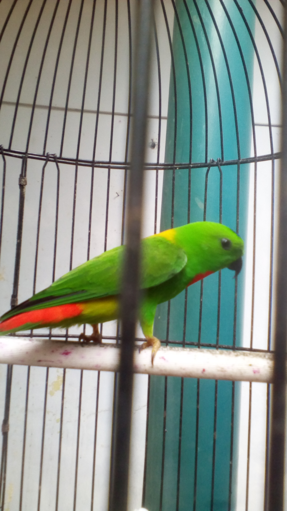 Perbedaan Burung Srindit Kalimantan Dan Srindit Sulawesi