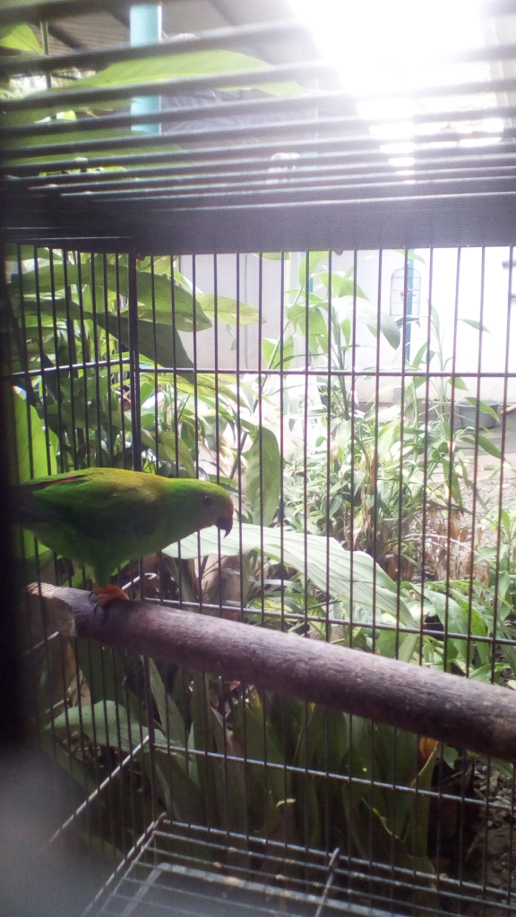 Perbedaan Burung Srindit Kalimantan Dan Srindit Sulawesi