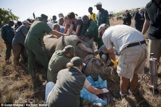 Lindungi Badak, Afrika Selatan Melakukan Penyuntikan Racun Pada Cula