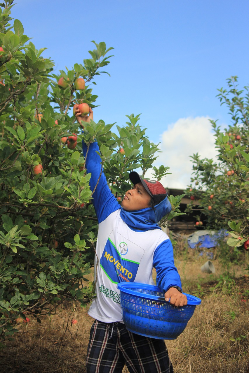 Agricultural Photography, Seni Fotografi tentang Dunia Pertanian