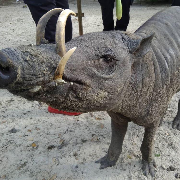 Babi Rusa  Makhluk Aneh Dari Negeri Dongeng yang Ada di 