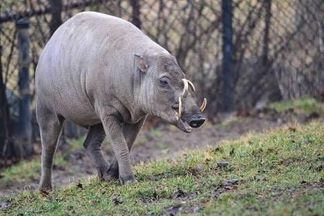 Babi Rusa, Makhluk Aneh Dari Negeri Dongeng yang Ada di Indonesia