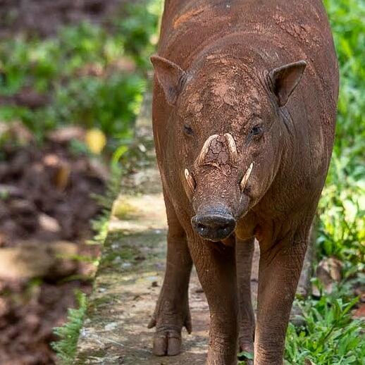 Babi Rusa, Makhluk Aneh Dari Negeri Dongeng yang Ada di Indonesia