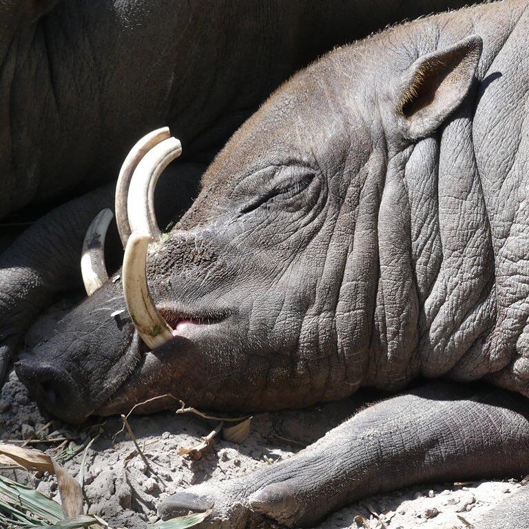 Babi Rusa  Makhluk Aneh Dari Negeri Dongeng yang Ada di 