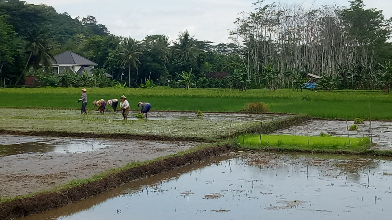 Ironi Menjadi Petani di Negeri Ini