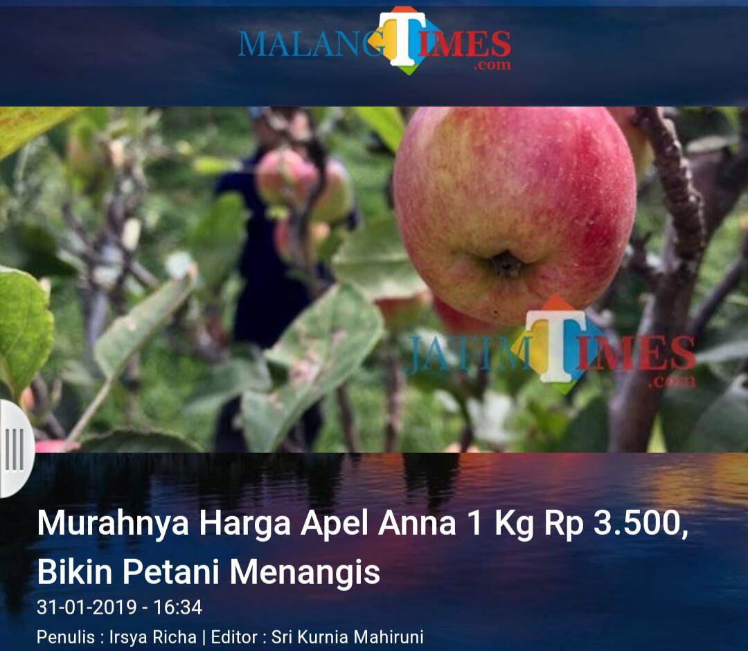 Murahnya Harga Apel Anna 1 Kg Rp 3.500, Bikin Petani Menangis