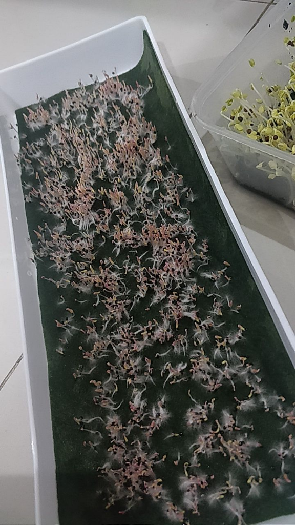 Bantuin Microgreens Ane Dong