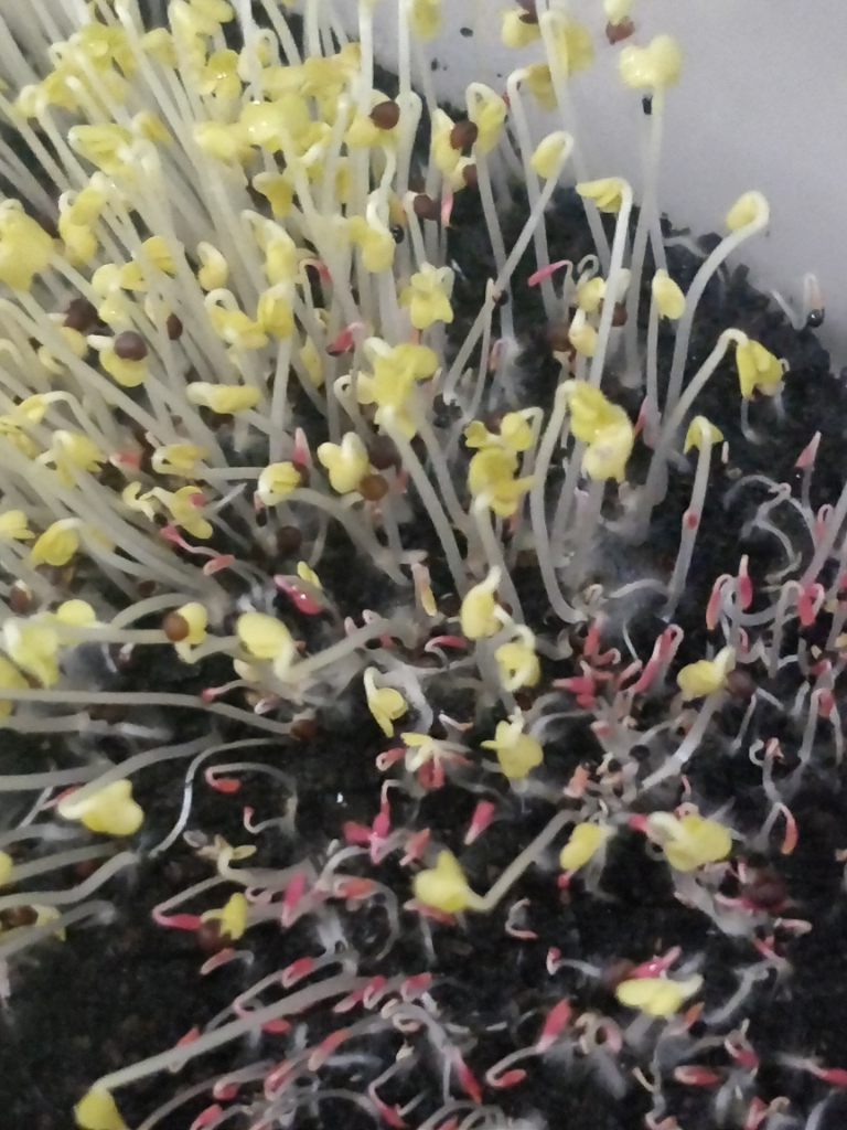 Bantuin Microgreens Ane Dong