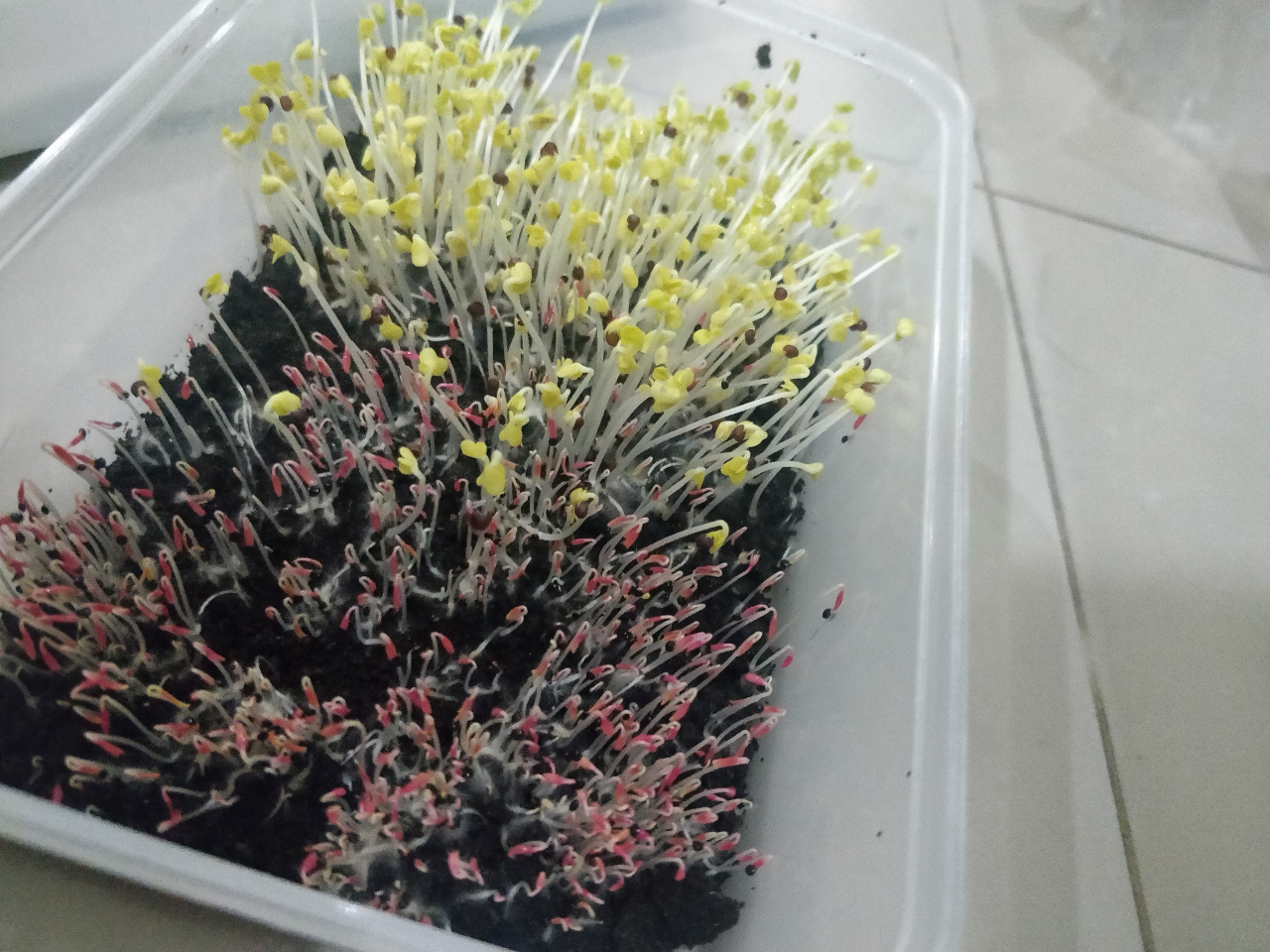 Bantuin Microgreens Ane Dong