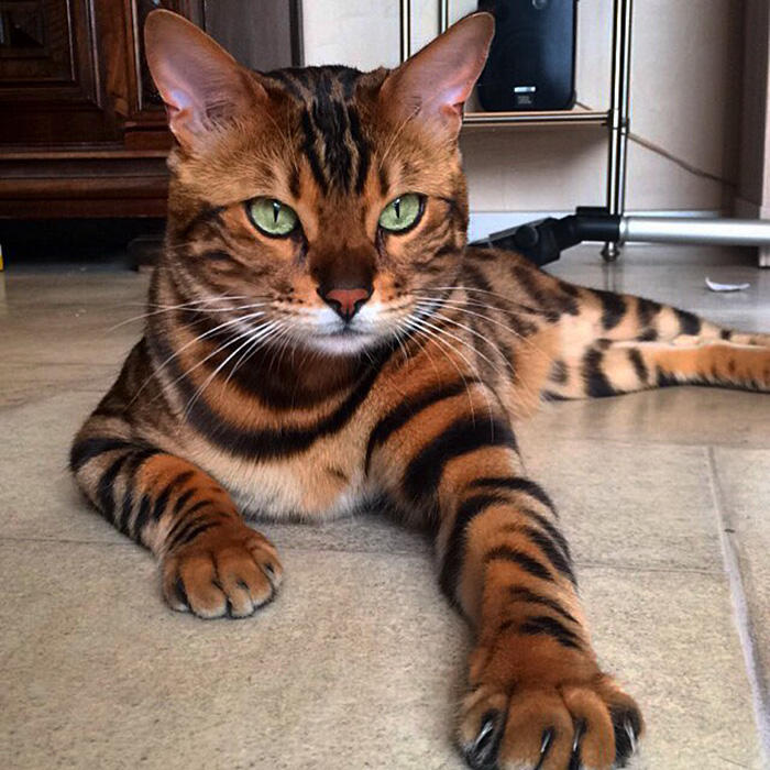 kucing kucing antik