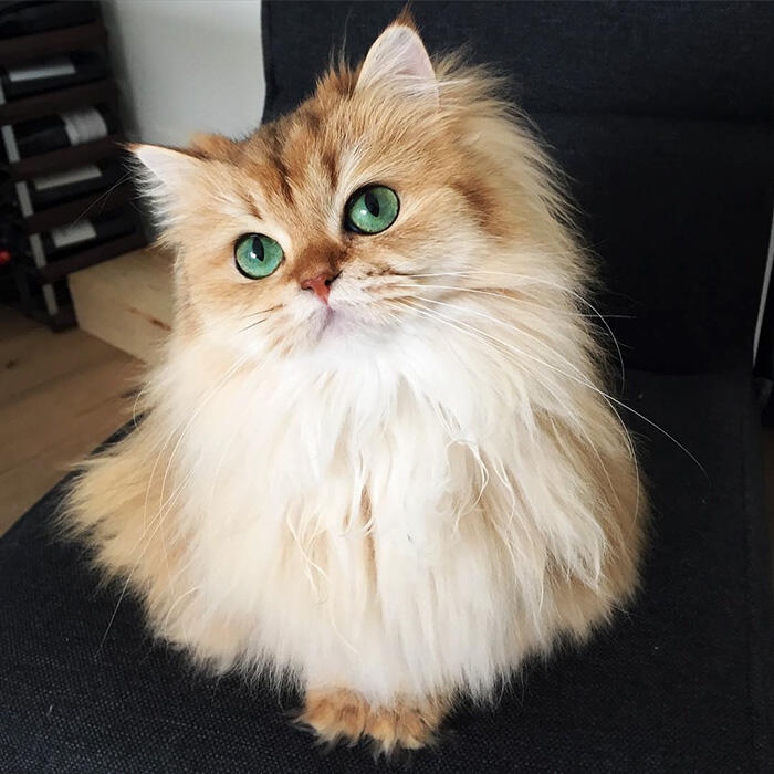 kucing kucing antik