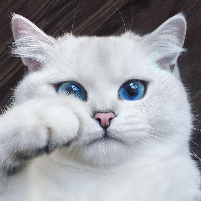kucing kucing antik