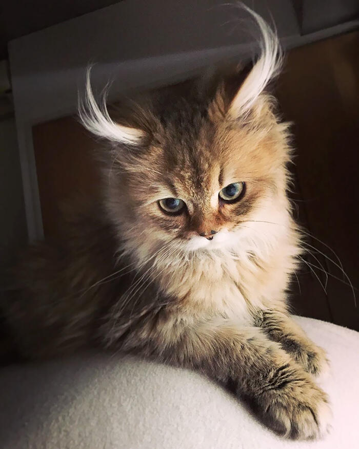 kucing kucing antik