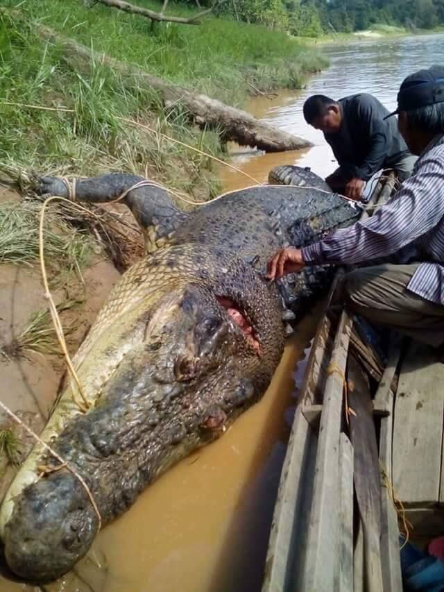 Buaya Raksasa Sungai Perak