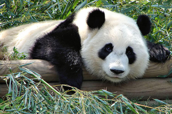 Dulunya Makan Daging, Panda Berevolusi Jadi Hanya Makan Bambu