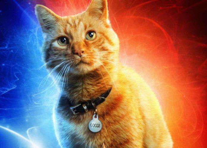 Kupas Misteri Kucing Alien ‘Peliharaan’ Captain Marvel?