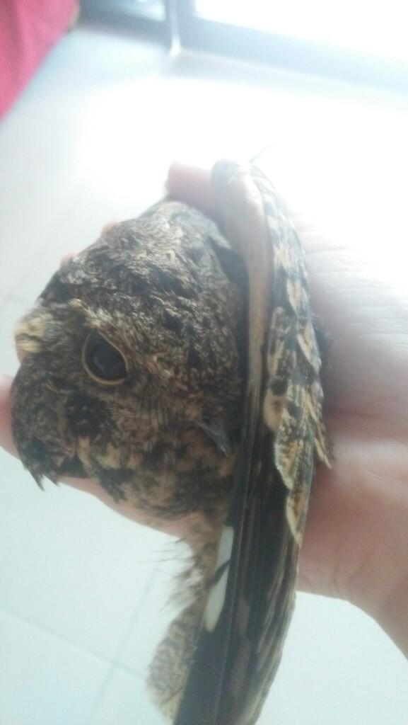 Yang Tanya Masuk Sini Semua Burung Page 2 Kaskus