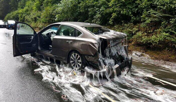 Lendir Berserakan Hingga Merusak Mobil 