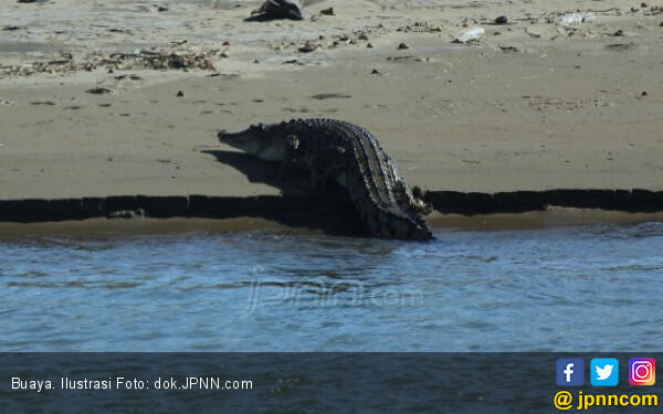 Mengerikan, Buaya dan Ular Berkeliaran Usai Banjir Surut