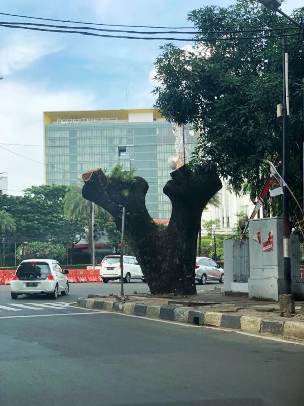 Tebang Pohon di Kawasan Menteng, Bambang Wiyogo Protes ke Gubernur Anies