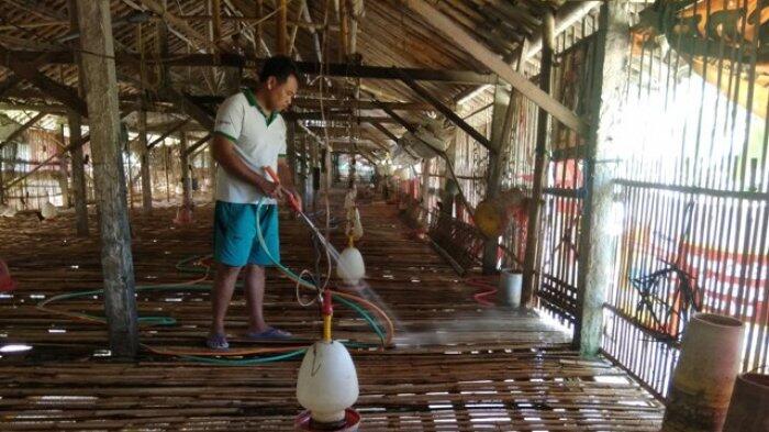 MEMBERSIHKAN KANDANG AYAM BROILER