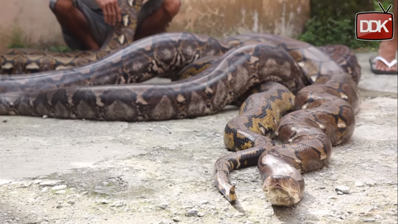 Ular piton raksasa mejadi hewan peliharaan